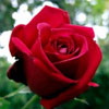 Цветочный гороскоп - Роза